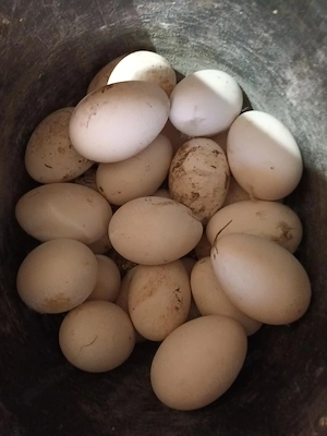 vând ouă de gâscă si biblică  - imagine 4