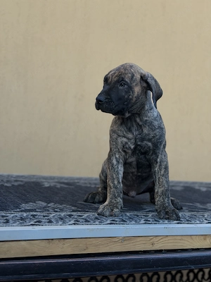 Pui de Presa Canario cu Pedigree FCI din parinti campioni - imagine 2