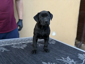 Pui de Presa Canario cu Pedigree FCI din parinti campioni - imagine 3