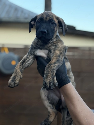 Pui de Presa Canario cu Pedigree FCI din parinti campioni - imagine 4