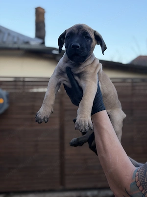 Pui de Presa Canario cu Pedigree FCI din parinti campioni - imagine 5