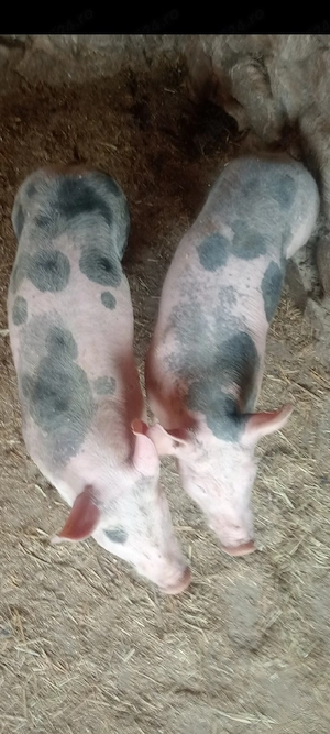 Șoldani Pietrain,3 luni,25-30 kg - imagine 5