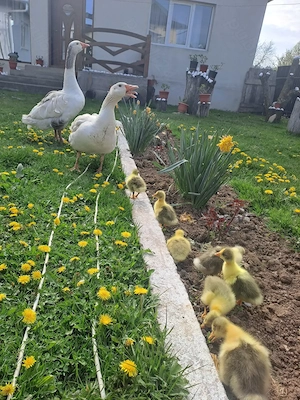 Vand 7 boboci de gâscă pletoasă 