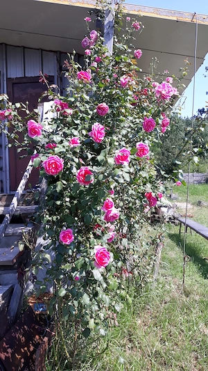 Doriti sa petreceti o zi pe malul lacului Pischia la un picnic si traseu de plimbare - imagine 4