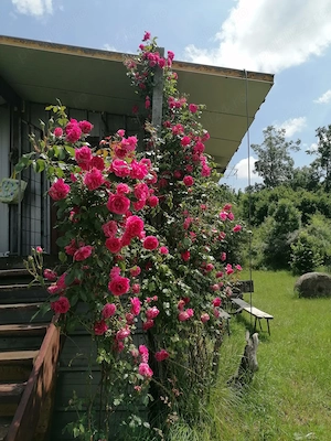 Doriti sa petreceti o zi pe malul lacului Pischia la un picnic si traseu de plimbare - imagine 5
