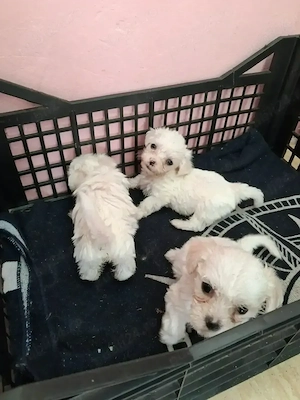 Disponibili catei bichoni maltezi