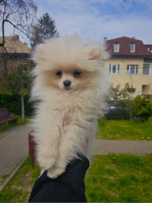 Pui Pomeranian mini super scump - pret ocazie - imagine 2