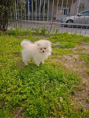 Pui Pomeranian mini super scump - pret ocazie - imagine 3