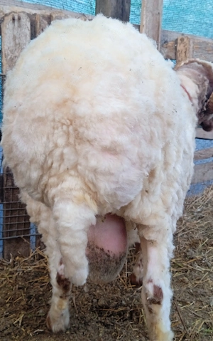 Berbec rasa Awassi - imagine 2