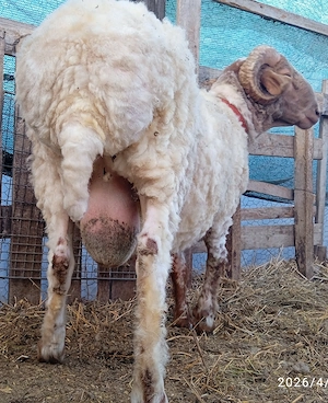 Berbec rasa Awassi - imagine 3