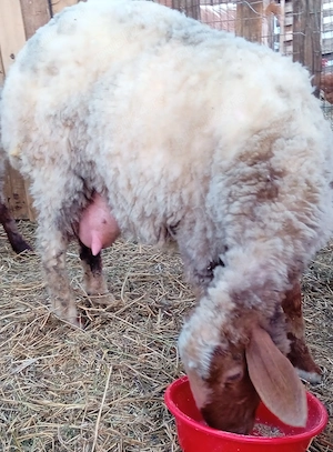 Berbec rasa Awassi - imagine 4