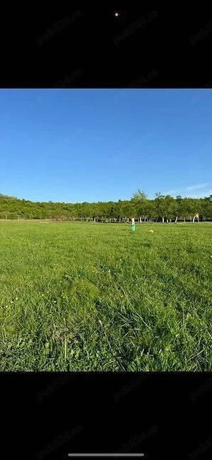 Vânzare teren 6000 mp Sălciua Nouă ( Cobălaș )  - imagine 2