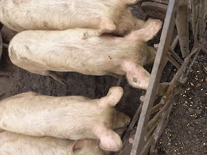 vand 2 soldani  - imagine 2