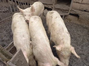 vand 2 soldani  - imagine 3