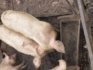 vand 2 soldani  - imagine 4