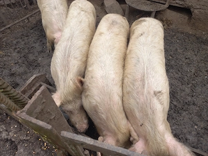 vand 2 soldani  - imagine 5