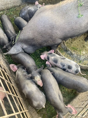 scroafa cu purcei - imagine 3