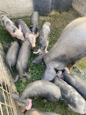 scroafa cu purcei - imagine 2