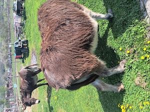 Magarite de vanzare  - imagine 4