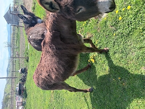 Magarite de vanzare  - imagine 2