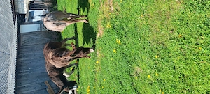 Magarite de vanzare  - imagine 5