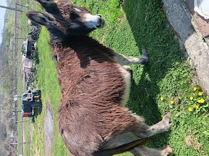 Magarite de vanzare  - imagine 3