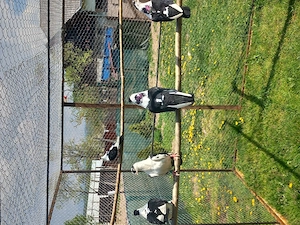 Vând Jucători de galați berbecați - imagine 2