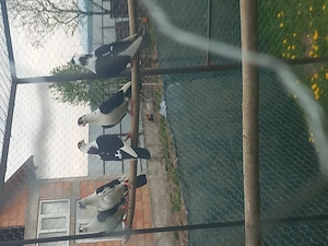 Vând Jucători de galați berbecați - imagine 3