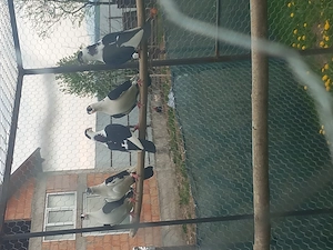 Vând Jucători de galați berbecați - imagine 4