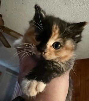 Calico fetita si baietel 