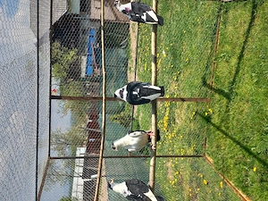 Vând Jucători de galați berbecați - imagine 5