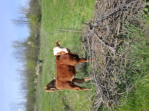 De vânzare, mai multe detalii la nr afișat 