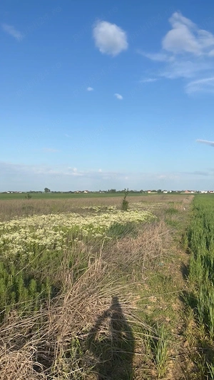 Teren balaceanca 631mp