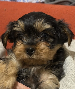 Cătelusi rasa mixta,tatăl yorkie,mamá chorkie (se vede in foto)