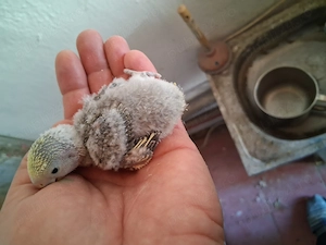 Papagali agaponis de vanzare - imagine 2