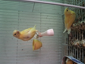 Canari de vanzare 2026 - imagine 2