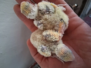 Papagali agaponis de vanzare - imagine 3