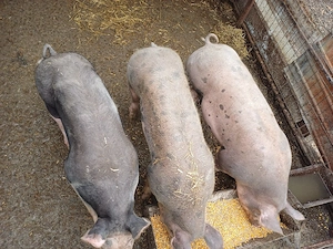 Vând 2 scrofițe și 1 vier !