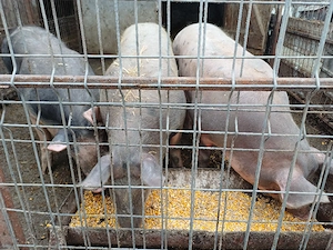 Vând 2 scrofițe și 1 vier ! - imagine 2