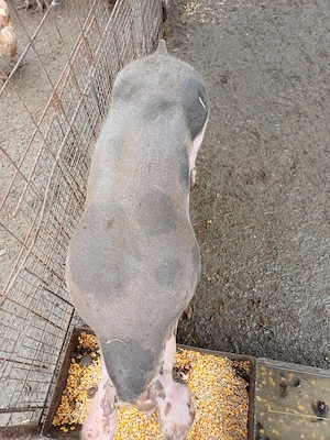 Vând 2 scrofițe și 1 vier ! - imagine 5