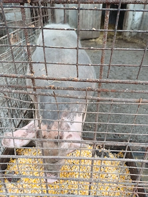 Vând 2 scrofițe și 1 vier ! - imagine 4