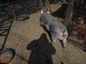 Vând 2 scrofițe și 1 vier ! - imagine 3