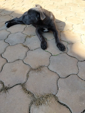 Băiețel Cane Corso Blue de vânzare 