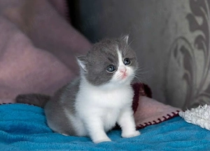 British Shorthair bicolor  - imagine 2