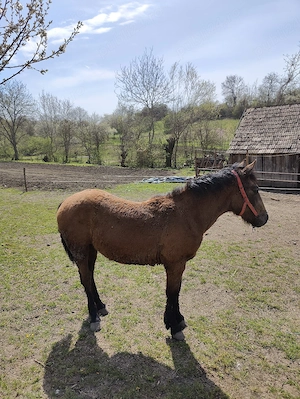 Mânz de vânzare  - imagine 2