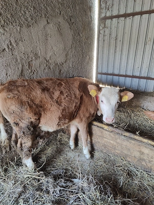 Vând vițea  - imagine 3