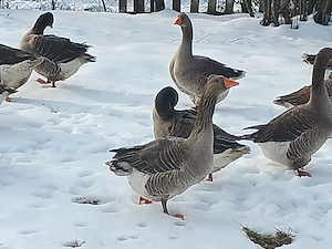 Vând gâște tuluz de anul trecut  - imagine 2