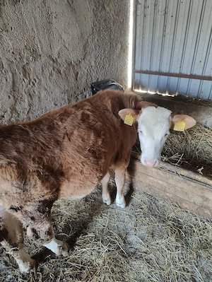 Vând vițea  - imagine 2