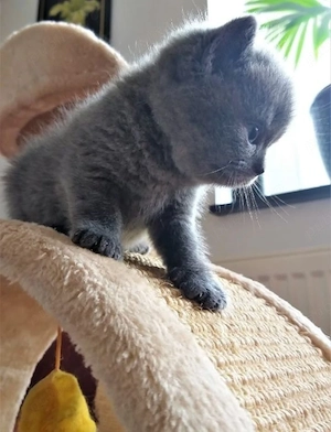 British Shortahir  - imagine 3