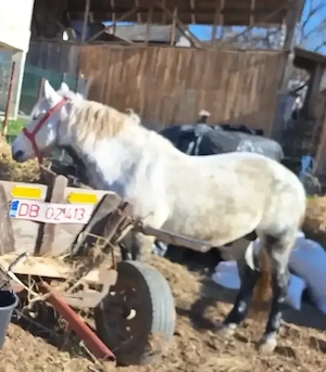 Vand cal pentru abator